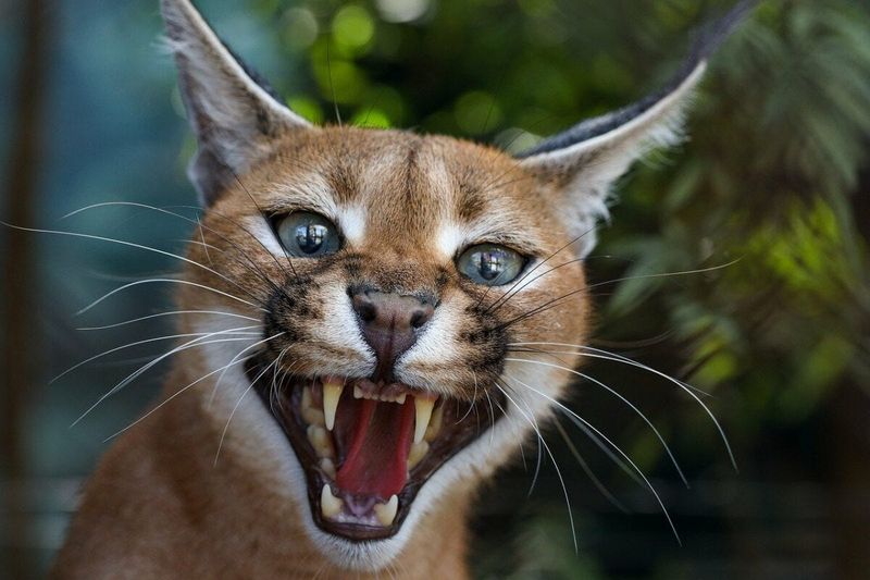 Caracal (Caracal caracal)