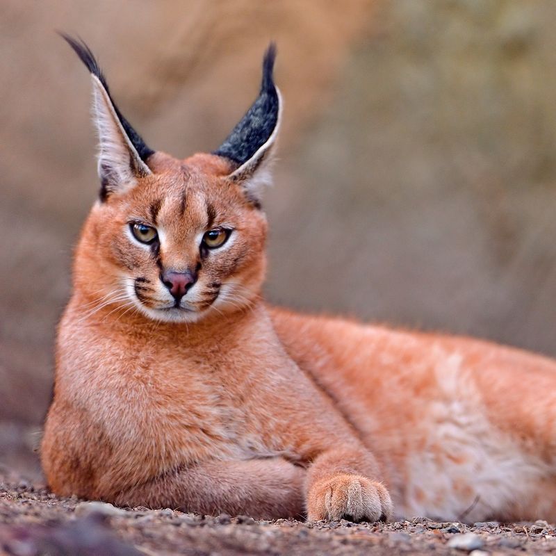 Caracal