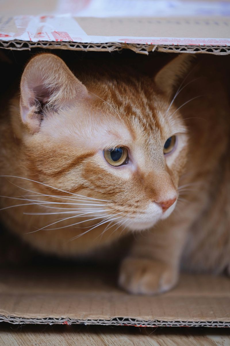 Cardboard Boxes Help Reduce Stress