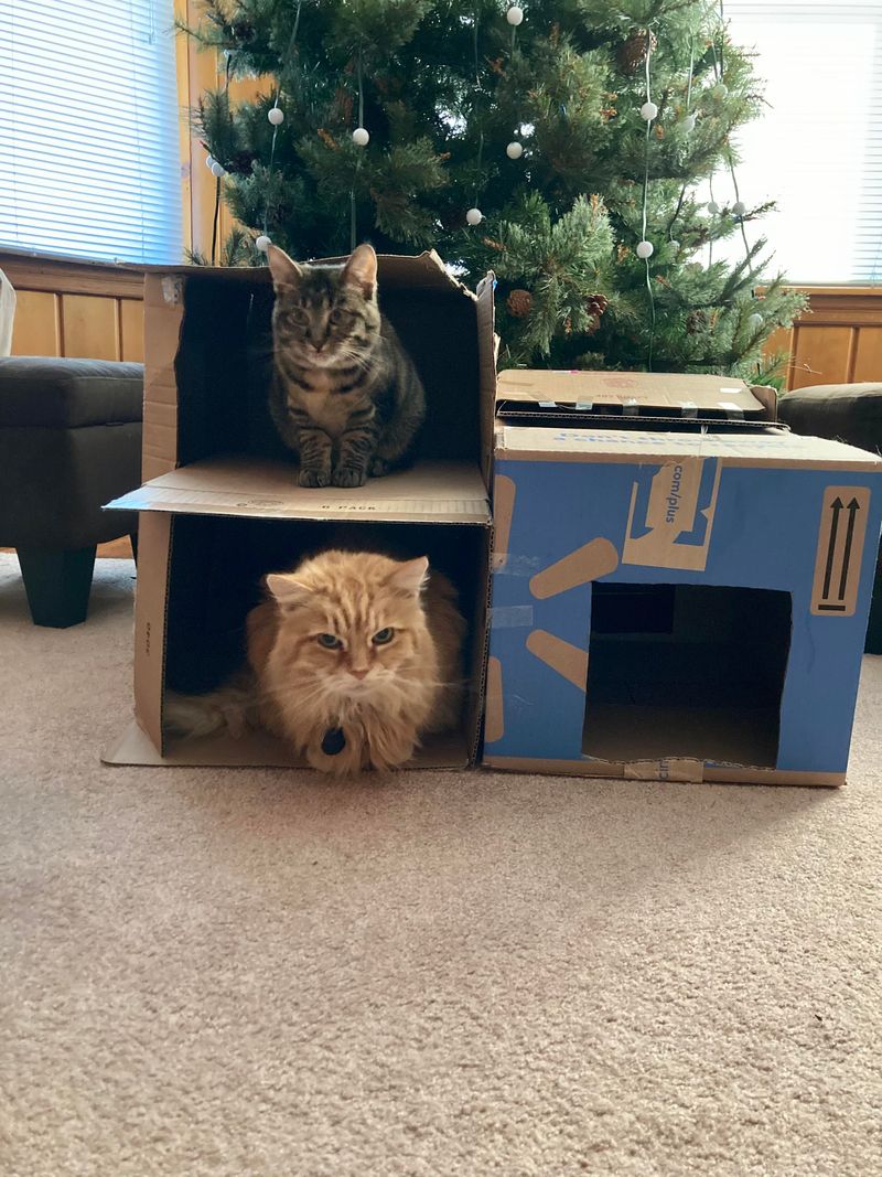 Cardboard Boxes vs. Cat Trees