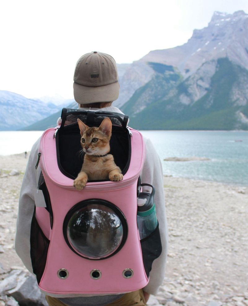 Cat Adventure Backpack