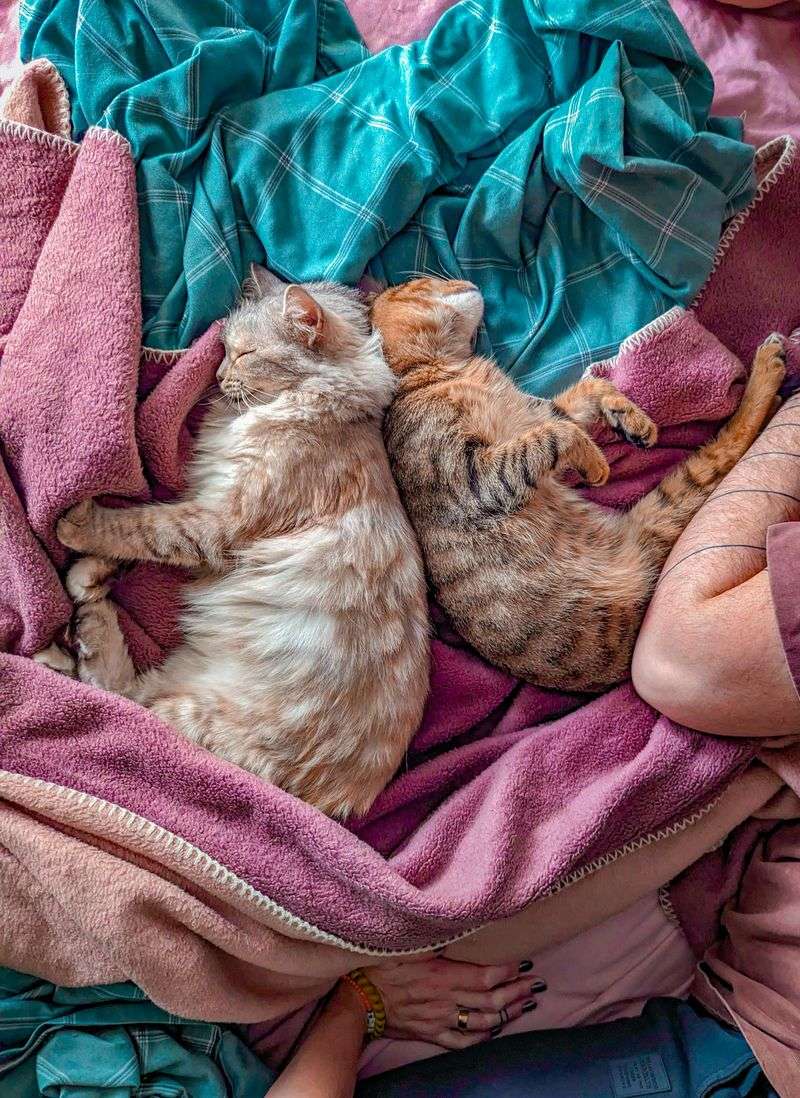 Cat Beds & Blankets