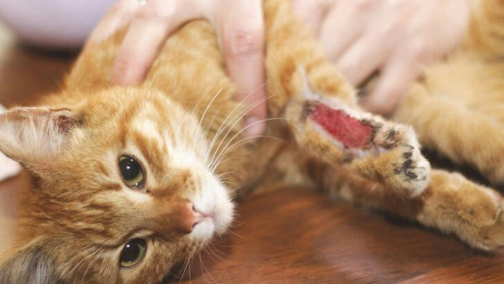 Cat Health 101: 15 First Aid Tips Every Responsible Owner Should Learn