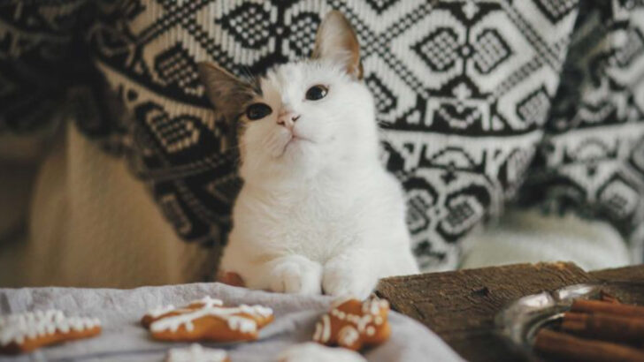 Cat Kneading Explained – 15 Reasons They Love Making Biscuits