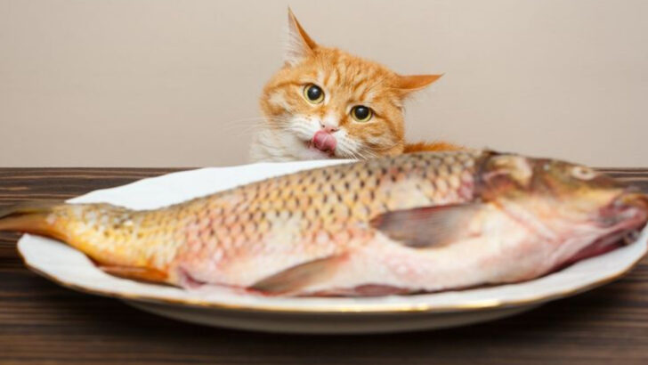 Cat Owners Beware! 15 Foods That Could Endanger Your Feline Friend