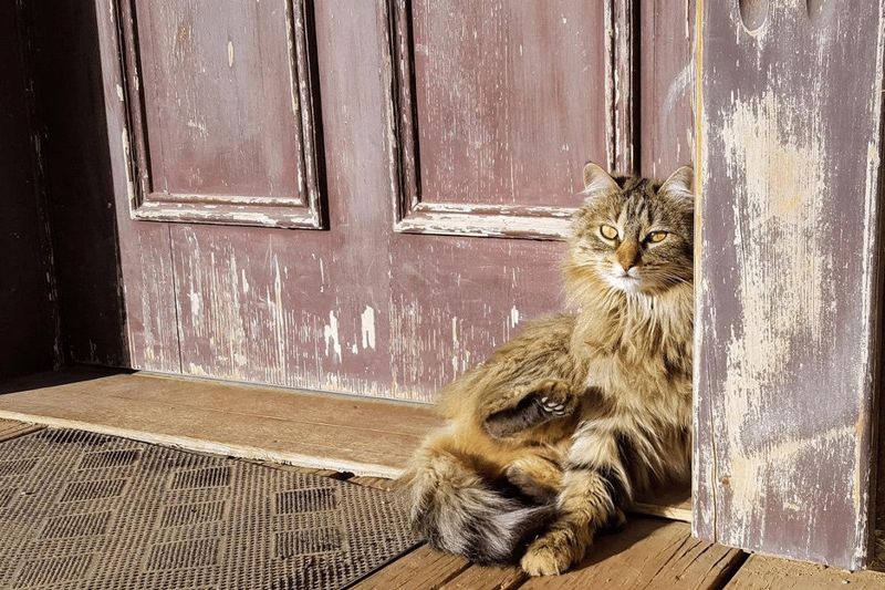 Cat Stops a Man from Walking into Danger