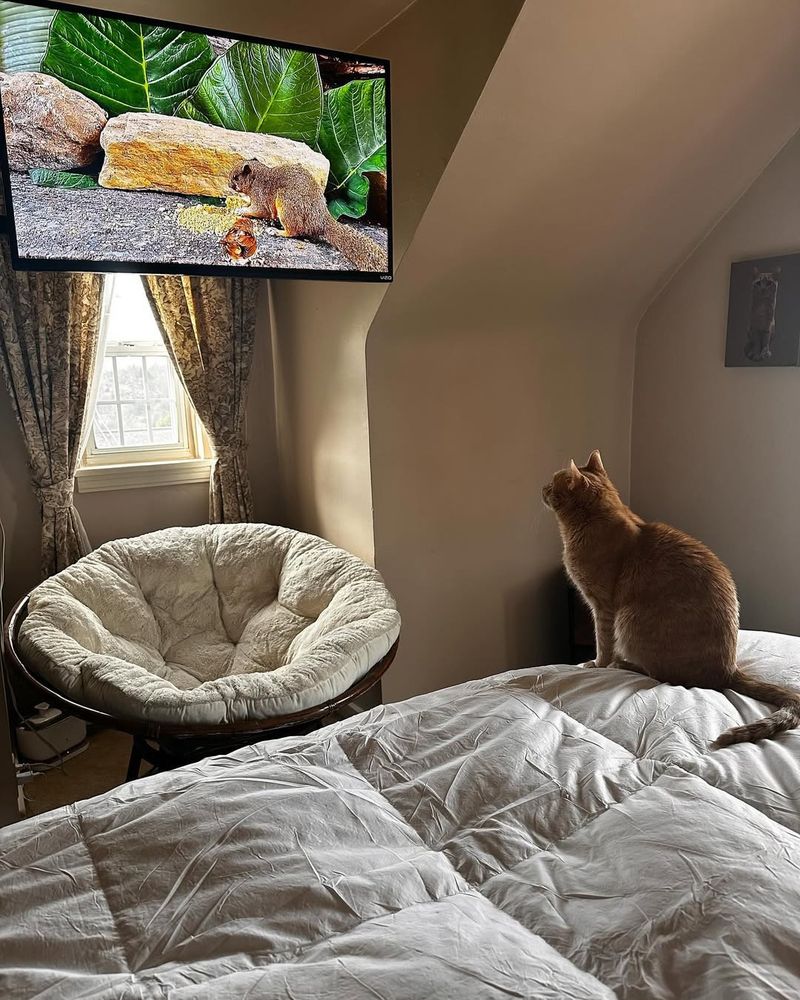 Cat TV (Videos of Birds & Fish)