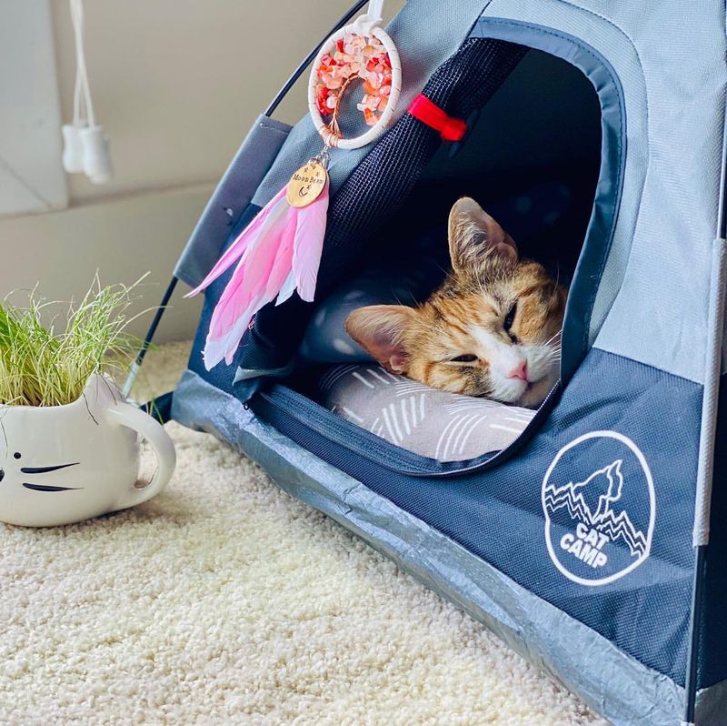 Cat Tent