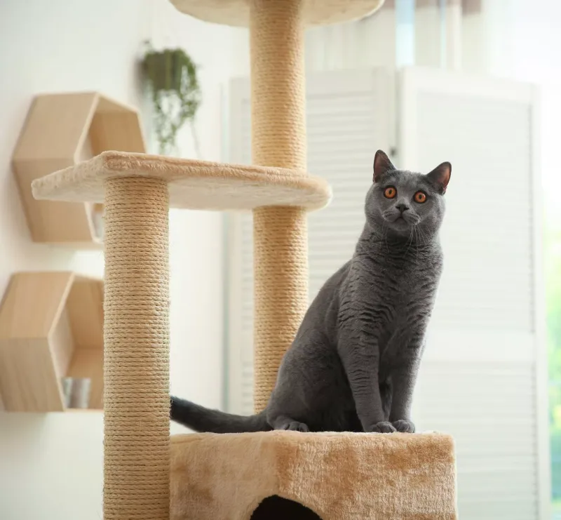 Cat Tree