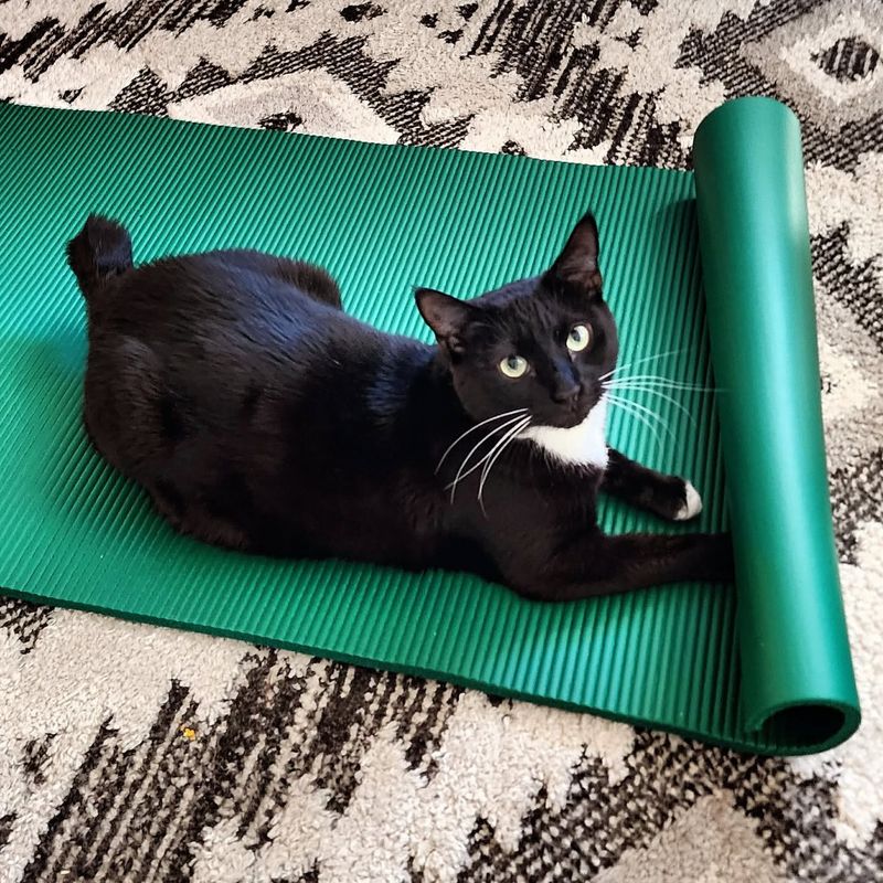 Cat Yoga Mat