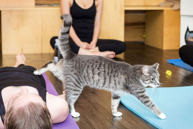 Cat Yoga Sessions