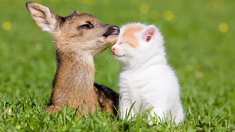 Cat and Deer Companionship