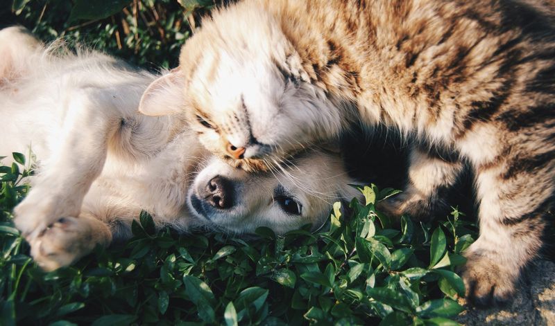 Cat and Dog Bond