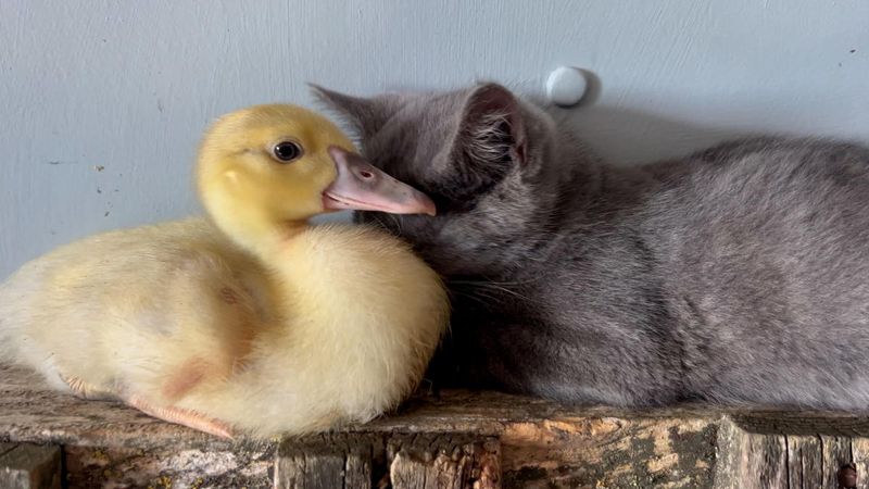 Cat and Duckling Pair