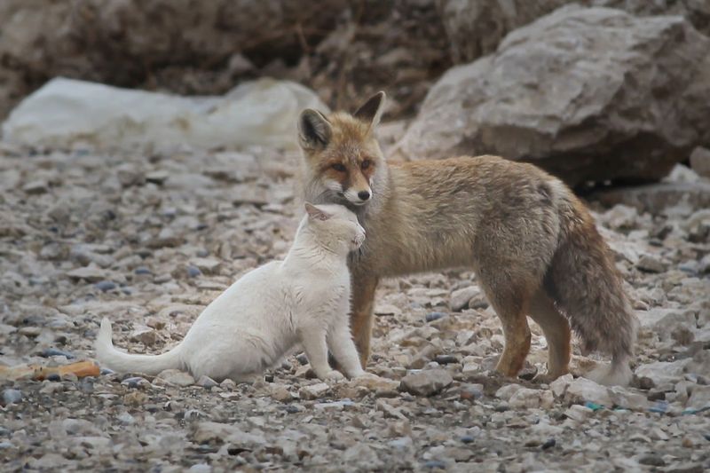 Cat and Fox Friendship