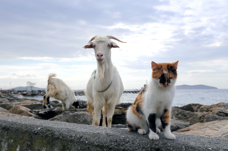 Cat and Goat Buddies