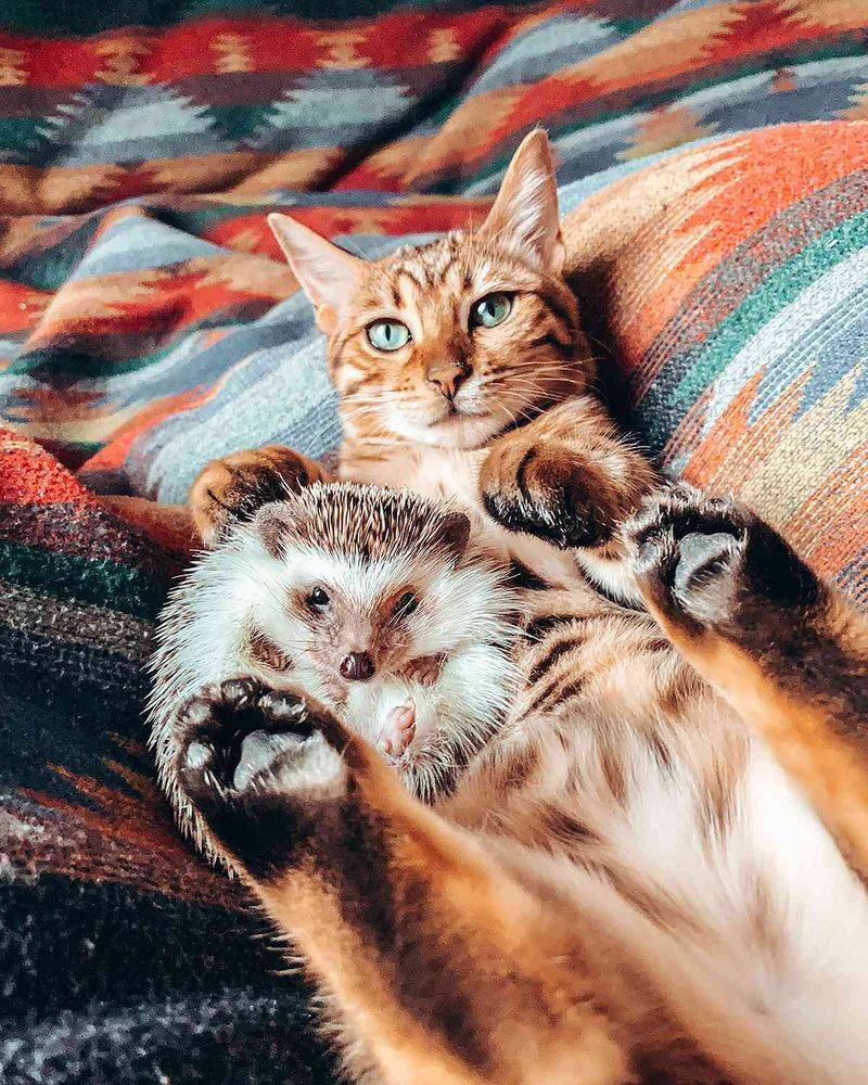 Cat and Hedgehog Friendship