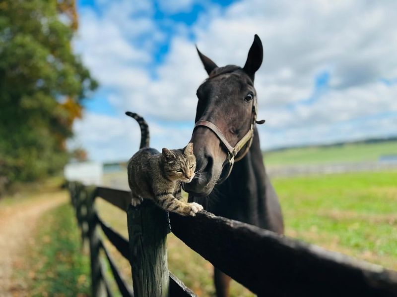 Cat and Horse Connection