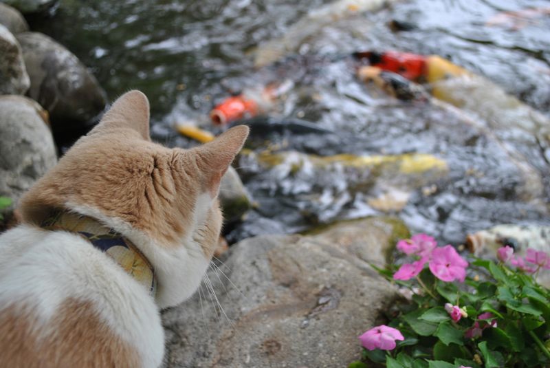 Cat and Koi Fish Interaction