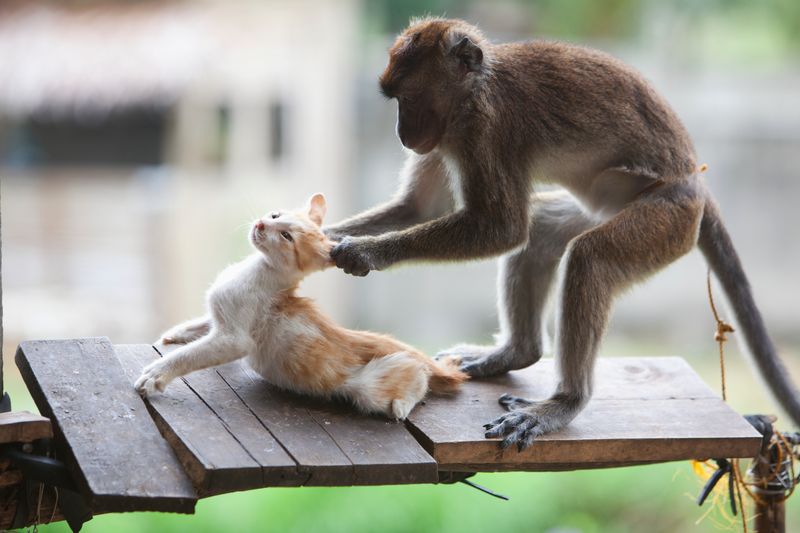 Cat and Monkey Duo