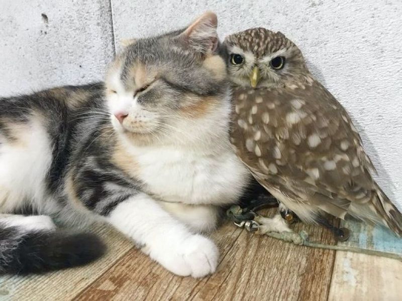 Cat and Owl Friendship