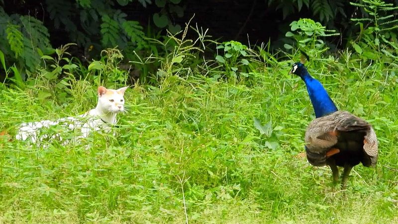 Cat and Peacock Friends