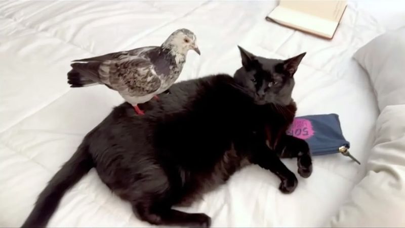 Cat and Pigeon Bond