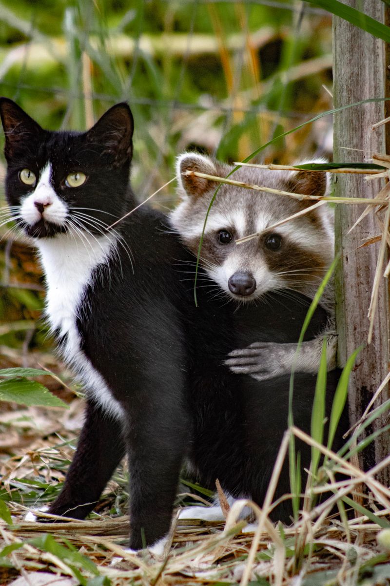 Cat and Raccoon Partnership