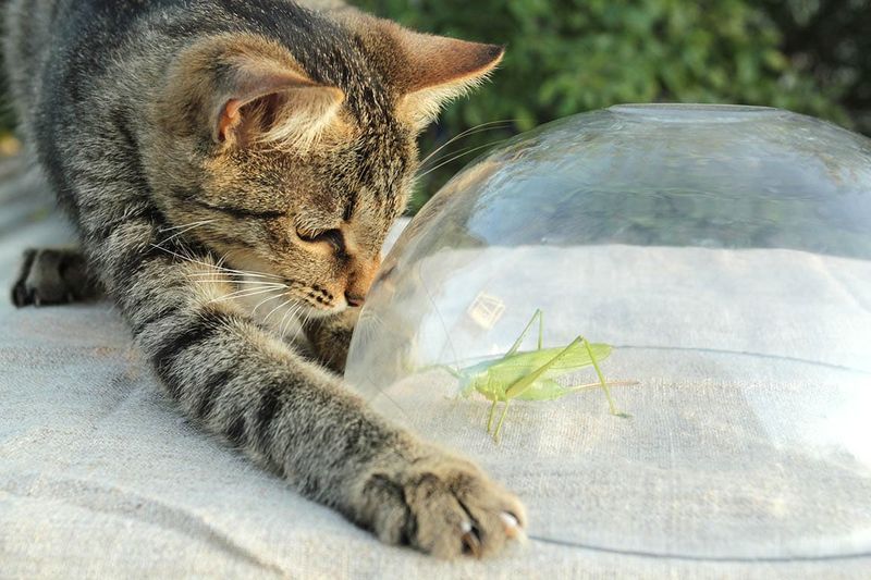 Catching Insects