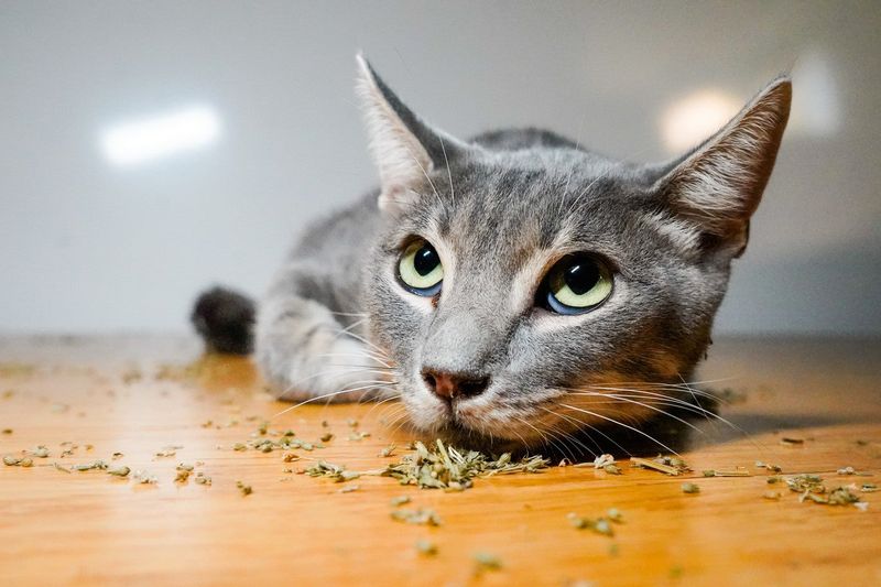 Catnip Adventures