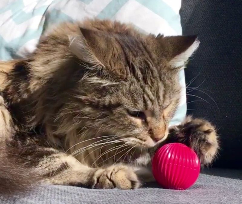 Catnip-Infused Ball