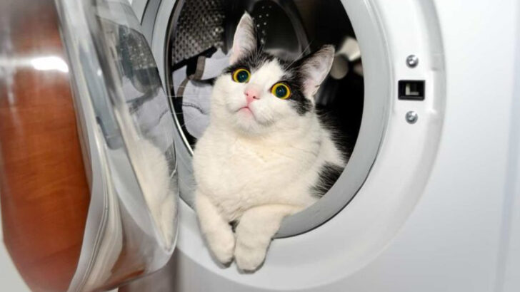 Cats in the Most Unexpected Places – 15 Incredible Stories