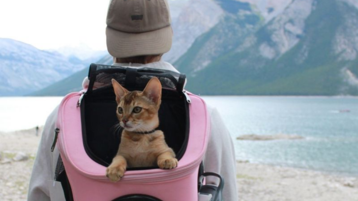 Top 15 Must-Have Accessories for Cat Owners (Because Your Cat Deserves the Best)