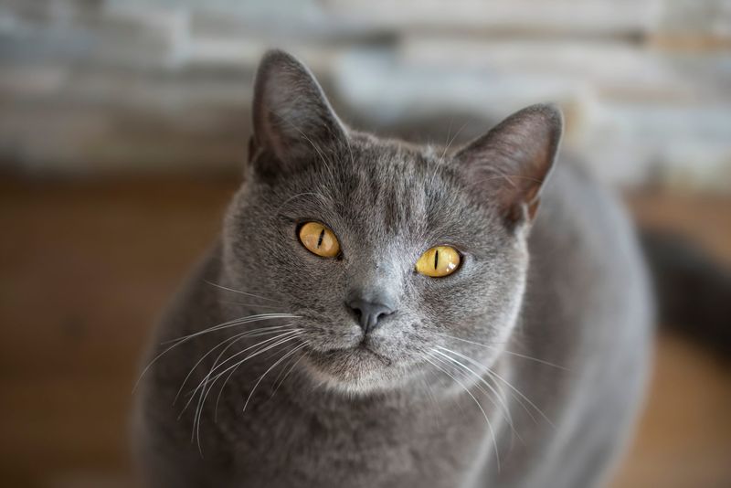 Chartreux