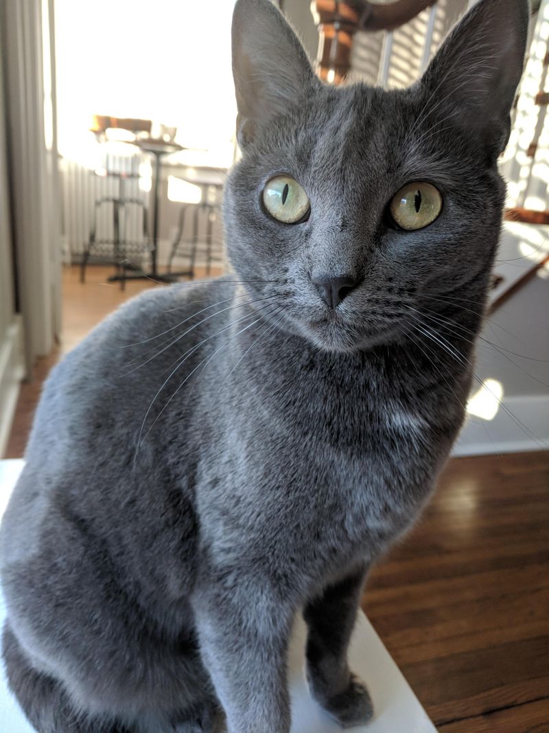 Chartreux