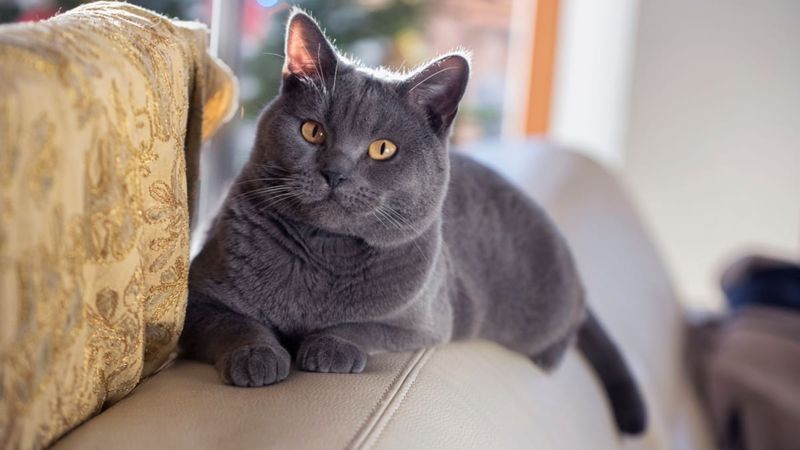 Chartreux