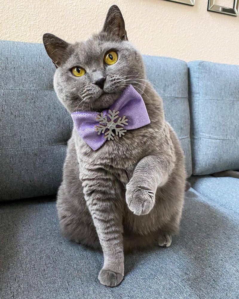 Chartreux