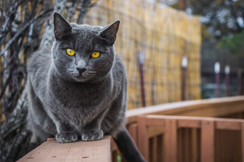 Chartreux Cat