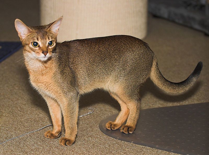 Chausie