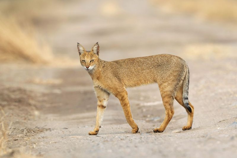 Chausie