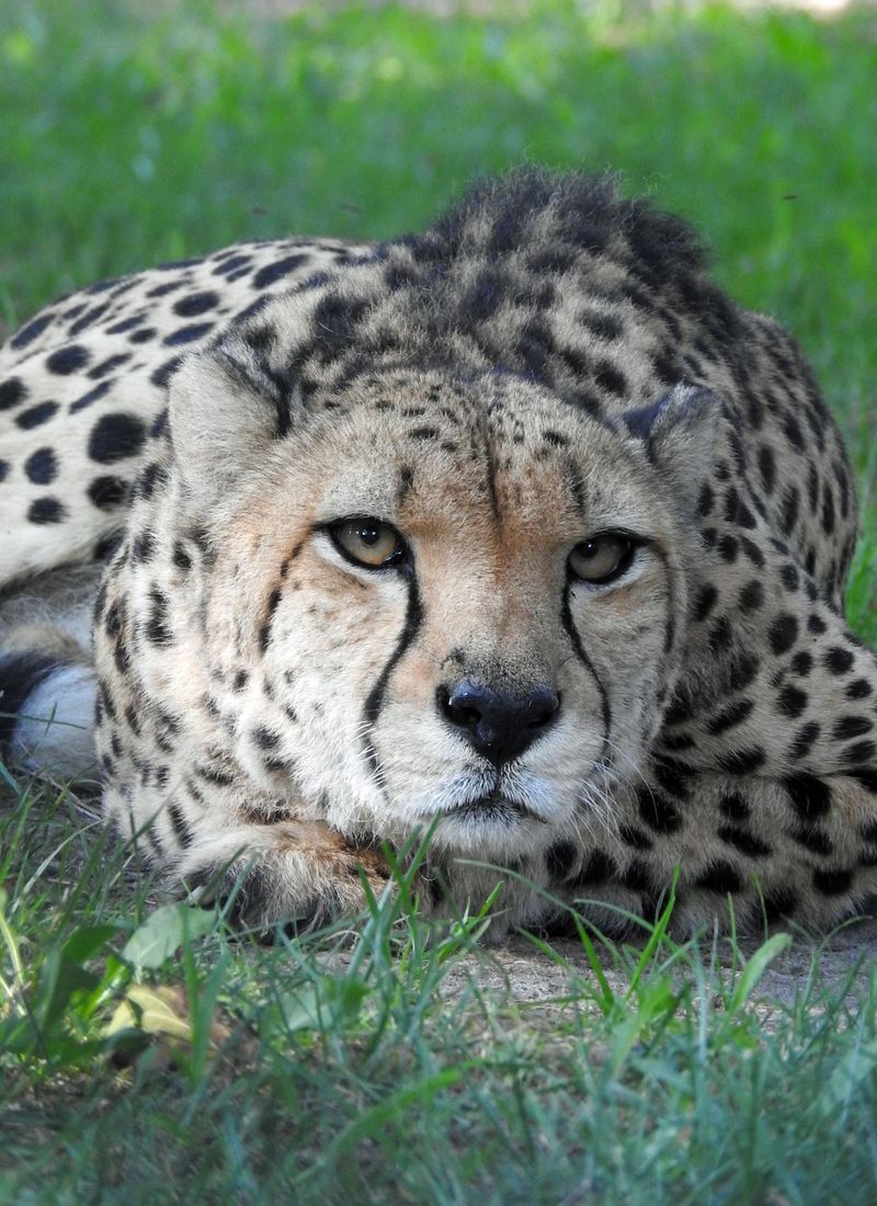 Cheetah