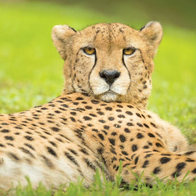 Cheetah