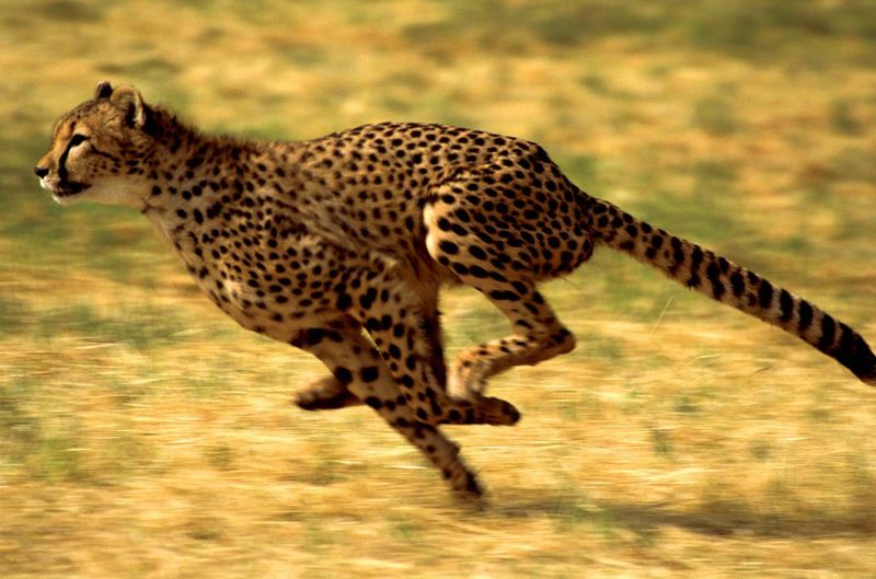 Cheetah