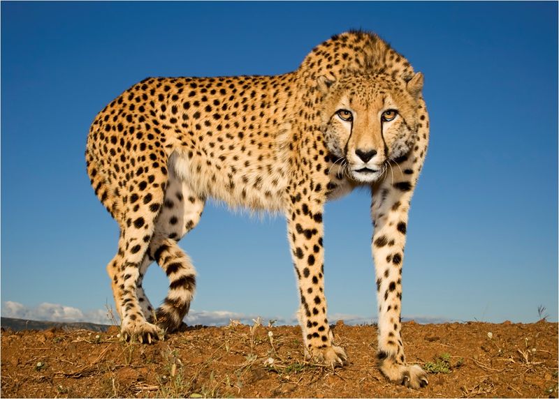 Cheetah's Anatomy