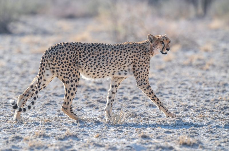 Cheetah (Acinonyx jubatus)