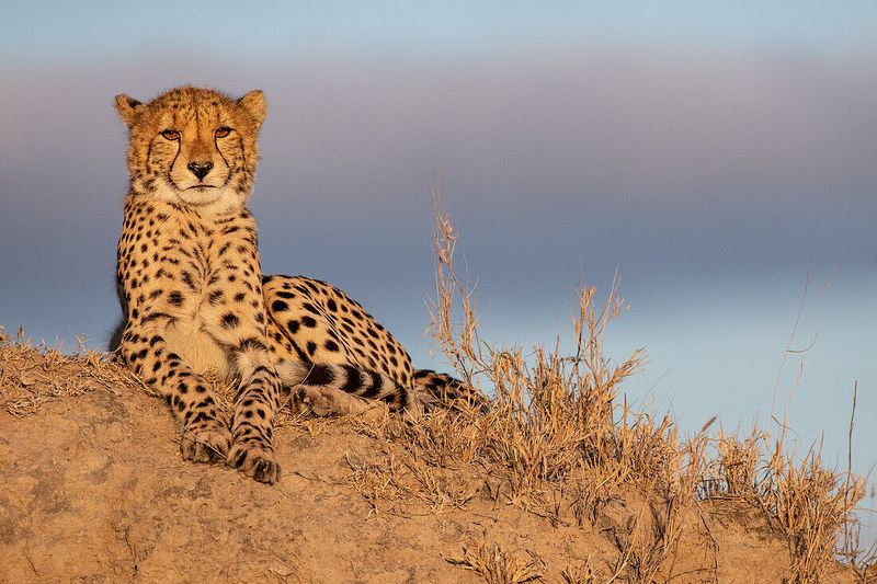 Cheetah (Acinonyx jubatus)