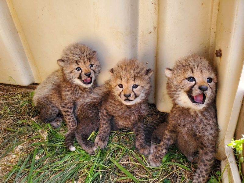 Cheetah Cubs