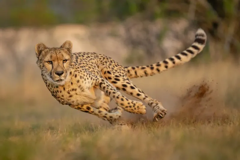 Cheetah's Flexibility