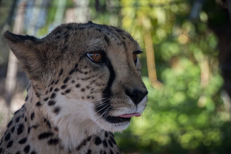 Cheetahs Purr Loudly