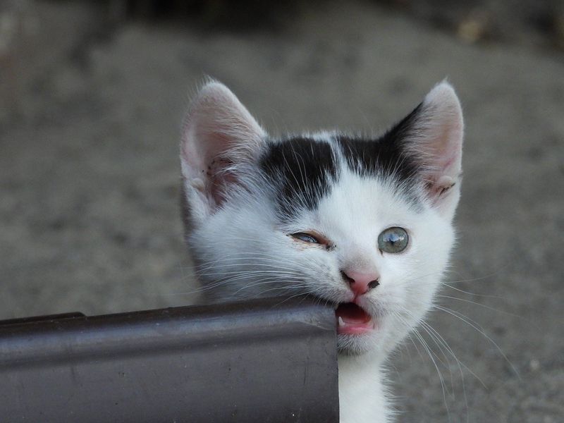 Chewing on Non-food Items